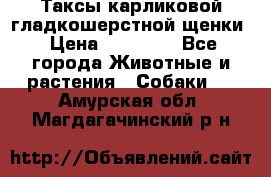 Таксы карликовой гладкошерстной щенки › Цена ­ 20 000 - Все города Животные и растения » Собаки   . Амурская обл.,Магдагачинский р-н